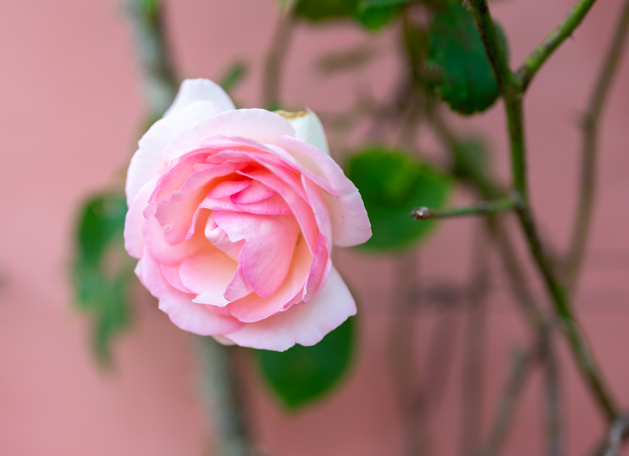 Rosafarbene Rose